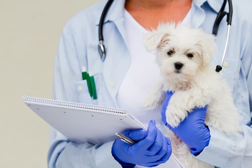 Asesoramiento experto para la salud de su mascota