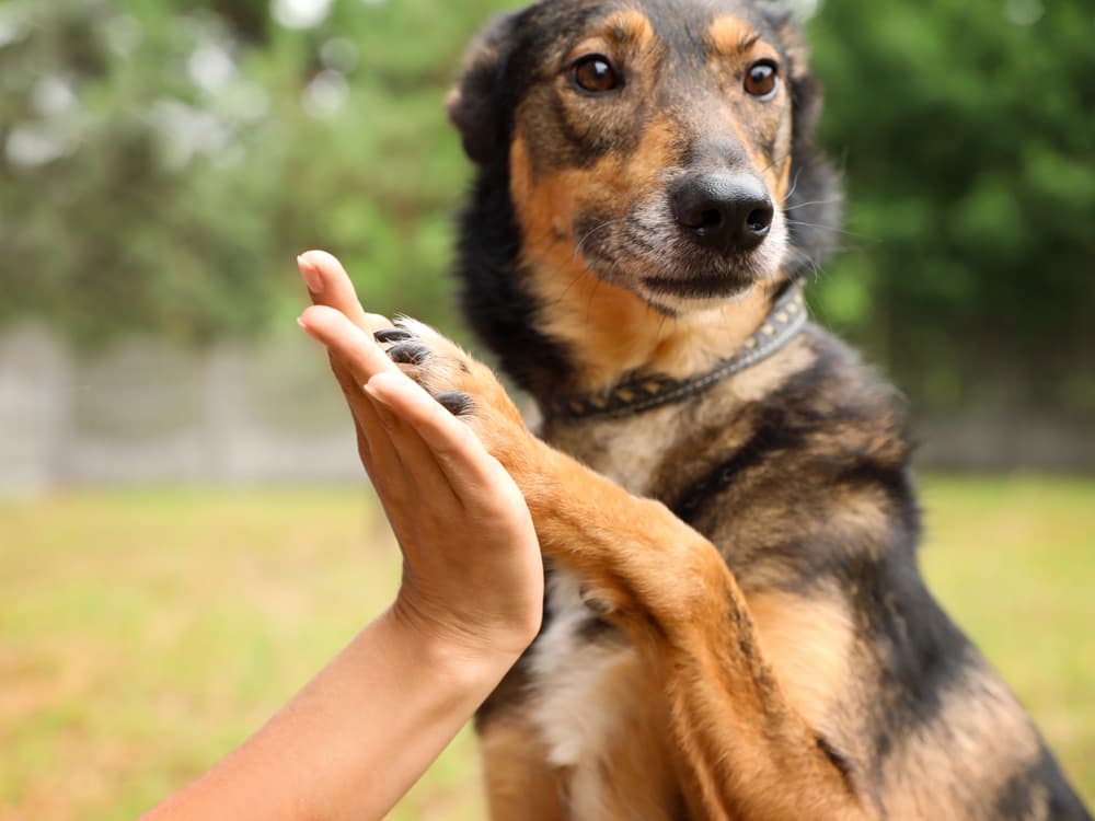 Comprometidos con la salud de su mascota