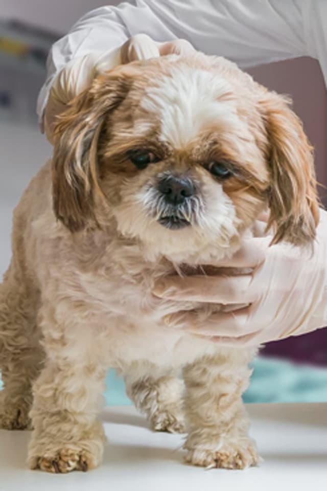 Somos su centro veterinario en Melide
