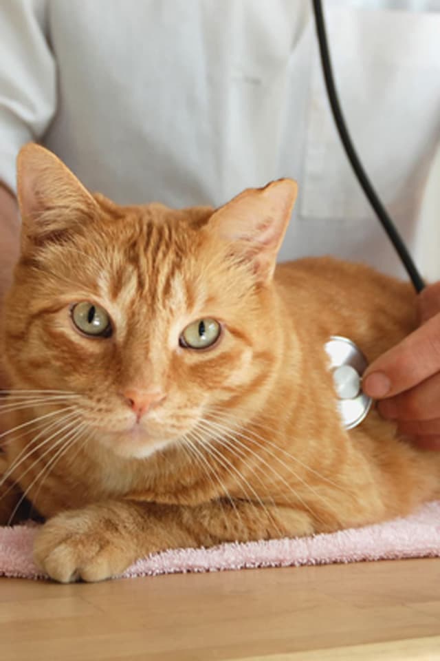 Somos su centro veterinario en Melide