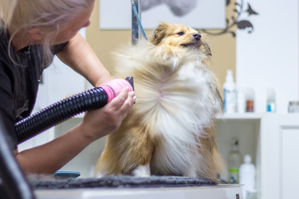 Peluquería canina y felina en Melide adaptada a cada mascota