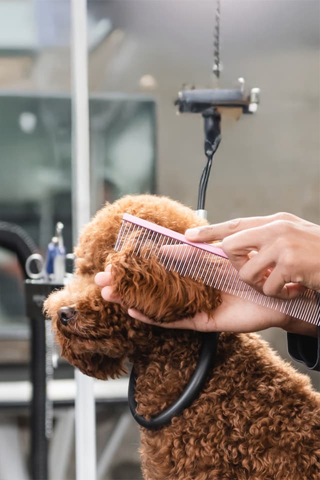 Peluquería de mascotas en Melide: estilo y bienestar para su compañero