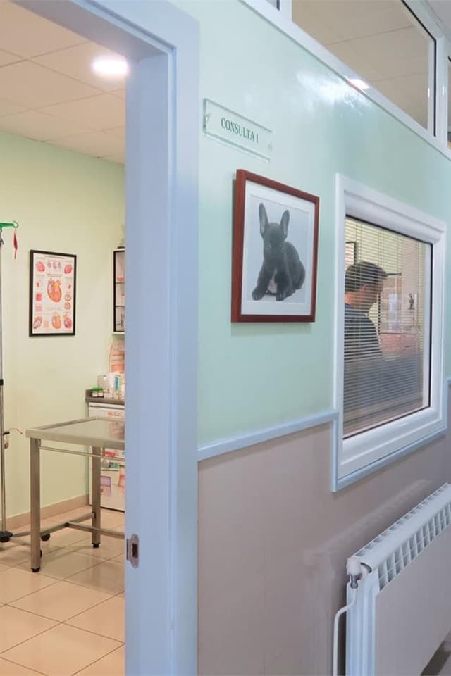 Servicios veterinarios en Melide